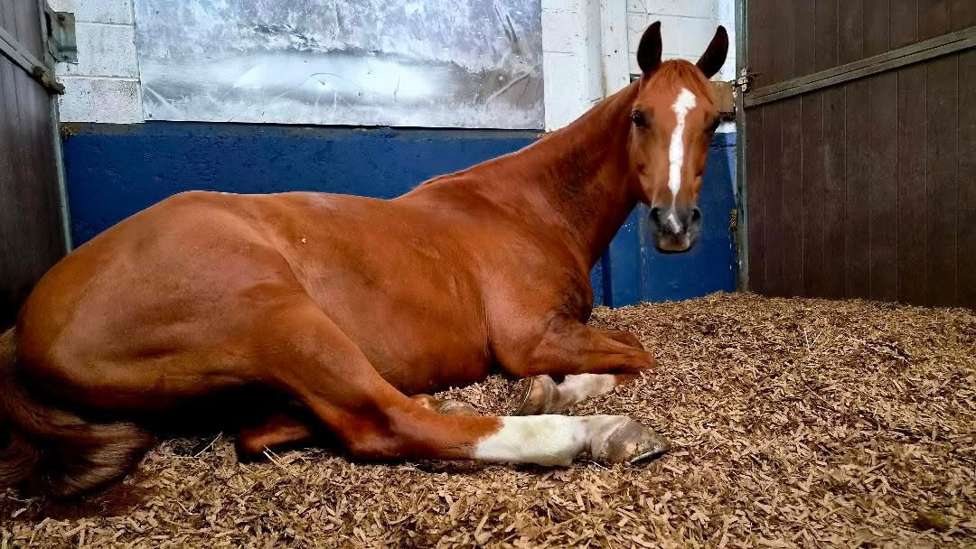 Cheval alezan couché dans son box, sur une litière en carton recyclé